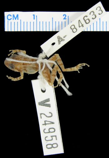 Media type: image; Herpetology A-84633